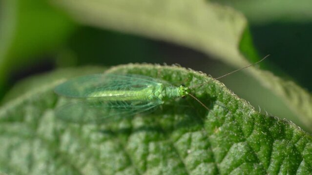 Close Up Of Common Green Lacewing Feeds On Green Leaf. Macro Shot