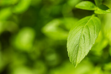 Fototapeta na wymiar basil leaf close-up with copy space.
