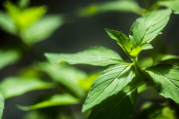Menthe arvensis, Has properties that help drive the wind And flavoring the toothpaste.