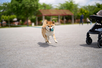 ボール遊びする柴犬