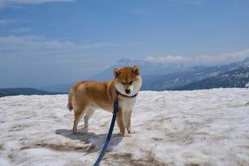 雪遊びする柴犬