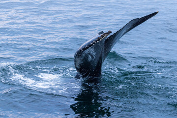 Fototapeta premium humpback whale (Megaptera novaeangliae) diving