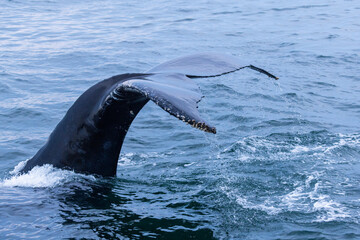 Obraz premium humpback whale (Megaptera novaeangliae) diving