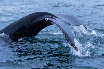 Obraz premium humpback whale (Megaptera novaeangliae) diving