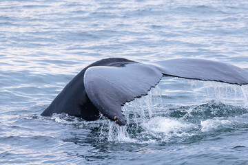 humpback whale (Megaptera novaeangliae) diving