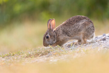 eastern cottontail (Sylvilagus floridanus) in summer
