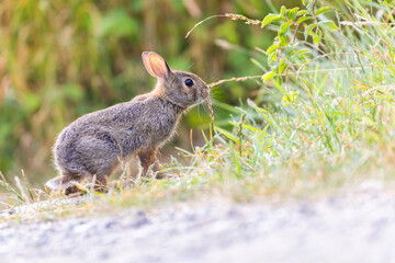 eastern cottontail (Sylvilagus floridanus) in summer
