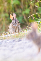 eastern cottontail (Sylvilagus floridanus) in summer
