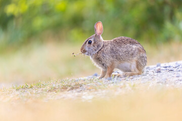 eastern cottontail (Sylvilagus floridanus) in summer
