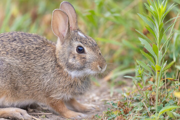 eastern cottontail (Sylvilagus floridanus) in summer
