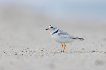  piping plover (Charadrius melodus) in summer