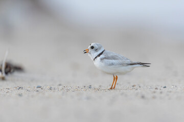  piping plover (Charadrius melodus) in summer