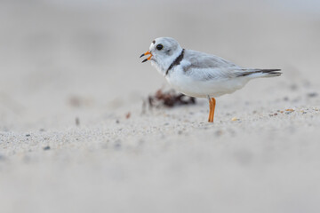 piping plover (Charadrius melodus) in summer