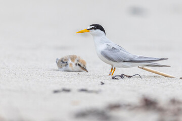 Least tern (Sternula antillarum) at nest