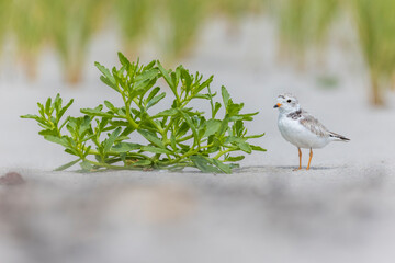  piping plover (Charadrius melodus) in summer - obrazy, fototapety, plakaty