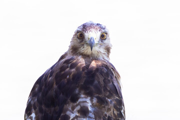 red-tailed hawk (Buteo jamaicensis) portrait