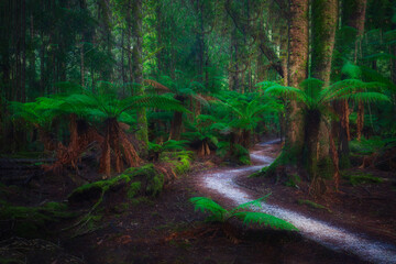 rainforest trail