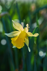 Closeup, yellow and spring flower garden blooming against green bokeh copy space background....