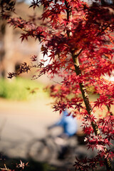 red autumn leaves