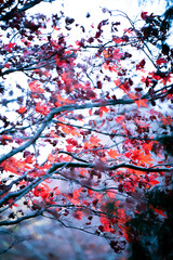 Fototapeta premium red autumn leaves