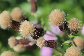 thistles going to seed