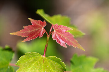 Leaves in an Ontario boreal forest.