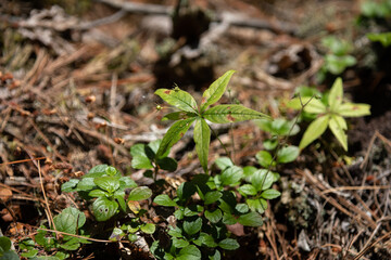 Leaves in an Ontario boreal forest.