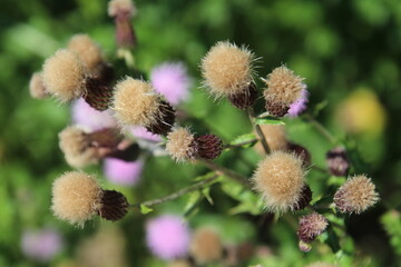 Obraz premium seeds of the thistle, Fort Edmonton Park, Edmonton, Alberta
