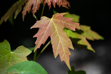 Leaves in an Ontario boreal forest.