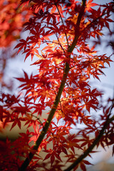 red autumn leaves