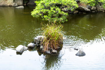 日本庭園 池
