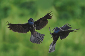 Grackles and Red Winged Blackbird males fighting over food in the bird feeder