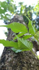 Growing leaves natural sky blue