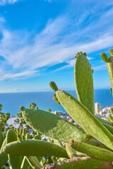 Blue sky, closeup of green nopal cactus plant growing on a hill with ocean or sea background. Succulent prickly pear fruit farmed or cultivated for nutrition, antioxidants or vitamins with copy space