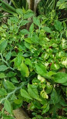 MORNING DEW ON THE LEAF GREEN IN THE GARDEN WITH THE OTHERS PLANT