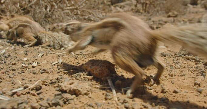 Barbary ground squirrel in Fuerteventura, Canary Islands. Spain. A group of alert animals quickly move across the lava desert surface in search of food. Close up.