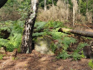 Detail of birch trunk and fern