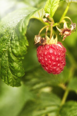 Closeup of a red raspberry on a green, vibrant vine in nature. Zoom in on ripe fruit growing on a sustainable organic farm in the countryside. Macro view of details and texture of a berry in the wild