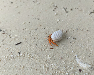 little conch walking on the beach