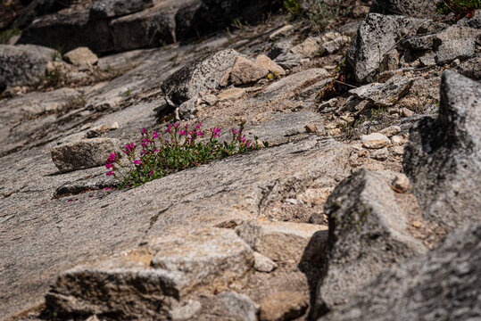 John Muir Trail