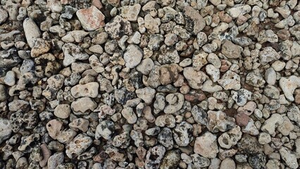 beach pennles in the yard