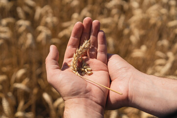 Farmer's hands touch young wheat. Farmer's hands close-up. The concept of planting and harvesting a rich harvest. Rural landscape.