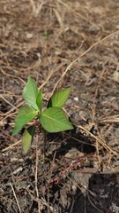 Wild plant with background dry grass