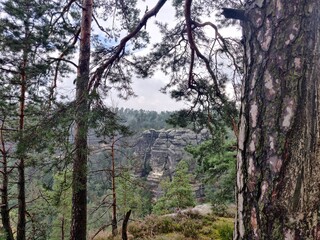View between pine trunks on sandstone rocks