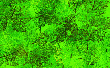 Dark Green, Yellow vector abstract backdrop with leaves.