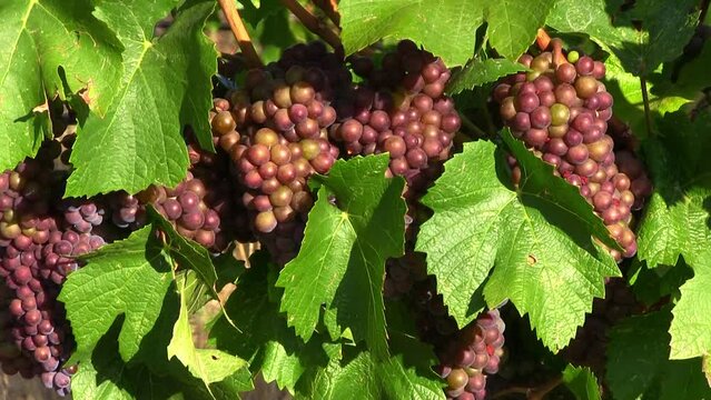 Organic Pinot Gris Grape Vineyard Okanagan Valley