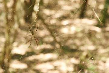 Trichonephila clavipes, formerly Nephila clavipes, commonly known as golden silk orb-weaver, golden silk spider or banana spider, in its web in Entre Rios, Argentina.