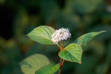 Beautiful and vibrant white flower growing in a peaceful backyard garden with copy space. Flowering cornus alba plant blooming in nature. Serene beauty of outdoor landscaping in a park in summer