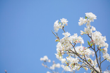 青空を背景に桜の花をクローズアップ	