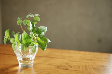 ガラスの花瓶の入った植物